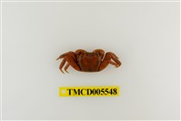 藏品(斑點擬相手蟹)的圖片